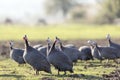 View of the guinea fowls hen or iran fowls. Domestic guineafowl, sometimes called pintades, pearl hen, or gleanies.