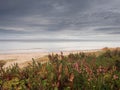 View on Gulf of Riga, Jurmala region, empty sandy beach, Vegetation growing. Calm cloudy sky and sea surface