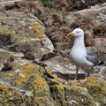 A view of a Gull with its Chick Royalty Free Stock Photo