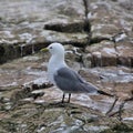 A view of a Gull with its Chick Royalty Free Stock Photo