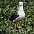 A view of a Gull on a post Royalty Free Stock Photo