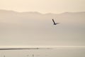 View of a gull silhouette flying alone over the sea at sunrise Royalty Free Stock Photo