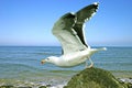 Great Black-Backed Gull on Shoreline