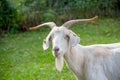 A guzzling white german goat, latin capra hircus Royalty Free Stock Photo