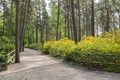 View of Haaga Rhododendron Park, walkway and blooming azaleas