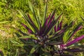 A view on Hackleton Cliffs of a Boat Lily plant in Barbados Royalty Free Stock Photo