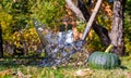 View of Halloween Pumpkins, witch's hat and rake