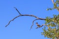 View of hammerkop (Scopus umbretta) walking around a lake, Kruger National Park Royalty Free Stock Photo