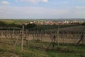 View from Hamrstil vineyards to Modra village, Slovakia