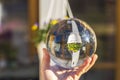 View of hand holding crystal ball with inverted image of hanging basket  with yellow purple pansies. Royalty Free Stock Photo