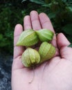 View of hand holding of green tomatillo fruit