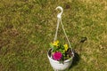 View of hanging basket with yellow-purple pansies and asters on grass background. Royalty Free Stock Photo