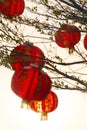 View of hanging paper lanterns in gaeden Royalty Free Stock Photo