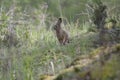 view of a hare in the forest of fontainebleau Royalty Free Stock Photo