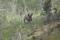 view of a hare in the forest of fontainebleau