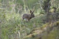 view of a hare in the forest of fontainebleau Royalty Free Stock Photo