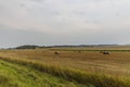 View of harvested field with hay rolls gathered for further transportation to stores. Agriculture concept. Technology concept.