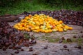 View of harvested and outer shells of the Cacao fruits. in a heap. Yellow color cocoa fruit also known as Theobroma cacao Royalty Free Stock Photo