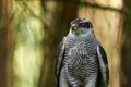 View of hawk. Portrait of northern goshawk, Accipiter gentilis, in dark green forest. Wildlife from summer nature. Wild bird