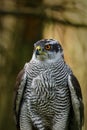 View of hawk. Portrait of northern goshawk; Accipiter gentilis; in dark green forest. Wildlife from summer nature. Wild bird