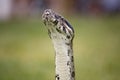 Boa sniff Royalty Free Stock Photo