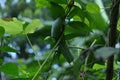 A large green caterpillar with a horn on the tail is trying to eat the purple yam vine