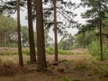 View of heathland from the forest Royalty Free Stock Photo