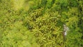 View from the height of the jungle with a group of palms. Philippines.