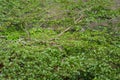 View of Henna tree growing lushly. High angle henna photos. Tropical plants are used for beauty.