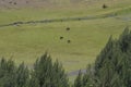 View of a herd of buffalo in the grass Royalty Free Stock Photo