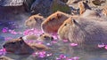 View of a herd of capybaras swimming in pools of water next to a forest Royalty Free Stock Photo