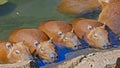 View of a herd of capybaras swimming in pools of water next to a forest Royalty Free Stock Photo