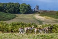 A view of a herd of deer in Bradgate Park, Leicestershire, UK Royalty Free Stock Photo