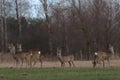 View of a herd of deer in the forest in autumn