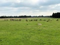 A view of a Herd of Deer