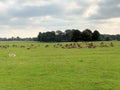 A view of a Herd of Deer