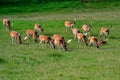 A view of a herd of European fallow deer living in a protected field Royalty Free Stock Photo