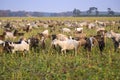 View of a herd of goats grazing on a meadow