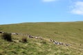 Sheep roundup, Scales Fell, English Lake District