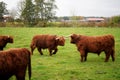 View of a herd of highland cows grazing on the greenfields in a farm