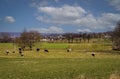 View of a Herd of Holstein Cows, in a Pasture, Grazing on an Autumn Day