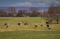 View of a Herd of Holstein Cows, in a Pasture, Grazing on an Autumn Day