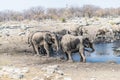 A view of a herd of mud covered Elephants at a waterhole in the Etosha National Park in Namibia Royalty Free Stock Photo