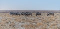 A view of a herd of Wildebeest in the Etosha National Park in Namibia