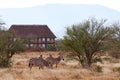 View of herd of zebras in African safari with dry grass and trees on savanna, with building and lodge in background
