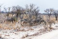 A view of a herd of Zebras approaching a road in the Etosha National Park in Namibia