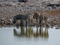 A view of a herd of Zebras drinking at a waterhole in the Etosha National Park in Namibia