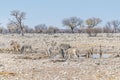 A view of a herd of Zebras drinking at a waterhole in the Etosha National Park in Namibia