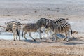 A view of a herd of Zebras beside a waterhole in the morning in the Etosha National Park in Namibia