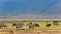 View of herds of zebras and gnus grazing in the Serengeti, Tanzania, Africa